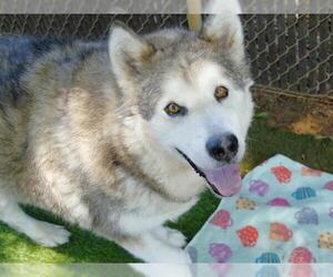 Alaskan Malamute Dogs for adoption in Tallahassee, FL, USA