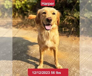 Golden Retriever Dogs for adoption in West Hollywood, CA, USA