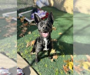 Labrador Retriever-Unknown Mix Dogs for adoption in Chula Vista, CA, USA