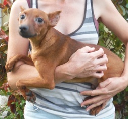 Miniature Pinscher Dogs for adoption in Commerce, GA, USA