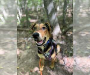 Mutt Dogs for adoption in Greenville, SC, USA