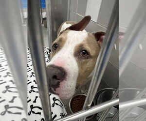 American Pit Bull Terrier-Unknown Mix Dogs for adoption in Las Vegas, NV, USA