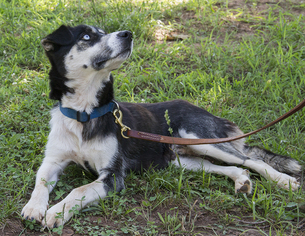 Siberian Husky Dogs for adoption in Norman, OK, USA