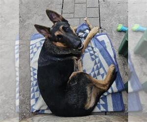 German Shepherd Dog-Unknown Mix Dogs for adoption in San Antonio, TX, USA