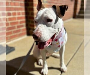 Small American Pit Bull Terrier Mix