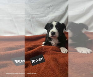 Mutt Dogs for adoption in Foristell, MO, USA