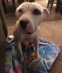 Bullypit Dogs for adoption in Maple Grove, MN, USA