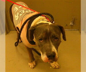 Mutt Dogs for adoption in Sanford, FL, USA