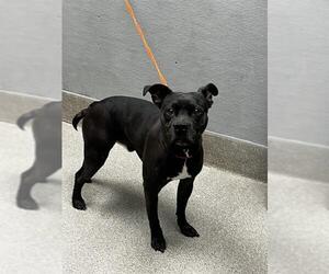 American Pit Bull Terrier-Unknown Mix Dogs for adoption in Las Vegas, NV, USA