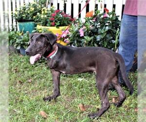 Mutt Dogs for adoption in Holly Hill, SC, USA