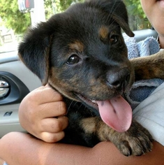 Shepweiller Dogs for adoption in Royal Palm Beach, FL, USA
