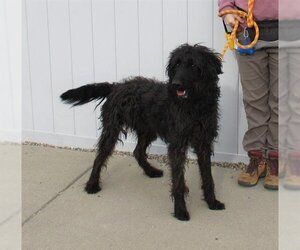 Poodle (Standard) Dogs for adoption in Louisville, KY, USA