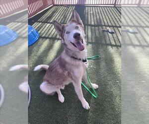 Siberian Husky-Unknown Mix Dogs for adoption in Las Vegas, NV, USA