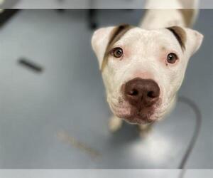 American Pit Bull Terrier Dogs for adoption in Denver, CO, USA