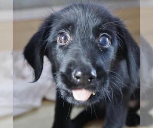 Labrador Retriever-Unknown Mix Dogs for adoption in San Antonio, TX, USA