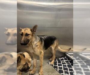 German Shepherd Dog Dogs for adoption in San Martin, CA, USA