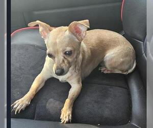 Chihuahua Dogs for adoption in San Antonio, TX, USA
