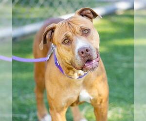 American Pit Bull Terrier Dogs for adoption in Camarillo, CA, USA