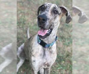 Great Dane Dogs for adoption in Peachtree City, GA, USA