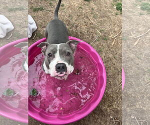 American Pit Bull Terrier-Unknown Mix Dogs for adoption in Fort Collins, CO, USA