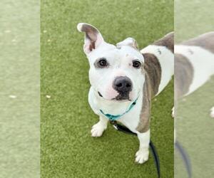 American Pit Bull Terrier-Unknown Mix Dogs for adoption in Boston, MA, USA