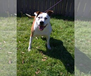 American Staffordshire Terrier Dogs for adoption in Jackson, MS, USA