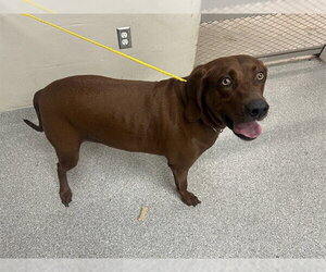 Redbone Coonhound Dogs for adoption in Pasadena, TX, USA
