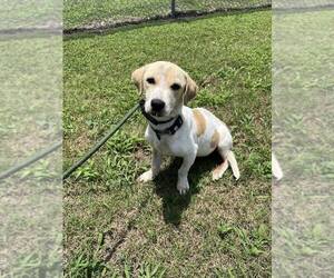 Beagle-Unknown Mix Dogs for adoption in Abbeville, LA, USA
