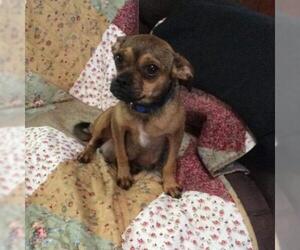 Chihuahua Dogs for adoption in San Marcos, TX, USA