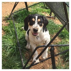 Medium Photo #1 Mutt Puppy For Sale in Centreville, VA, USA