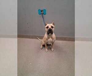 Mastiff-Unknown Mix Dogs for adoption in Las Vegas, NV, USA