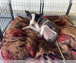 Border Collie Dogs for adoption in Bakersfield, CA, USA