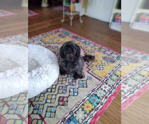 Shih Tzu-Unknown Mix Dogs for adoption in Rochester, NY, USA