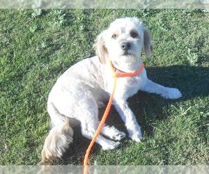Lhasa-Poo Dogs for adoption in Orange, CA, USA