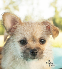 Medium Photo #1 ShiChi Puppy For Sale in Houston, TX, USA
