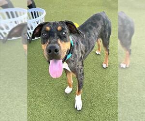 Catahoula Leopard Dog-Unknown Mix Dogs for adoption in Naples, FL, USA