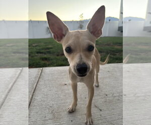 Chihuahua-Unknown Mix Dogs for adoption in Sandy, UT, USA