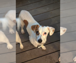 Chiweenie Dogs for adoption in Cranston, RI, USA