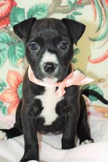 Medium Photo #1 American Staffordshire Terrier-Unknown Mix Puppy For Sale in Lake Forest, CA, USA