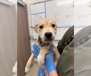 Gerberian Shepsky Dogs for adoption in Baytown, TX, USA