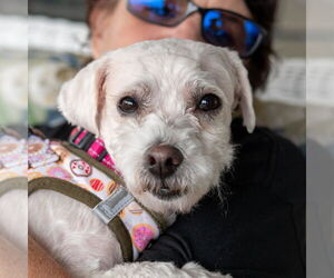 Bichon Frise Dogs for adoption in Mundelein, IL, USA
