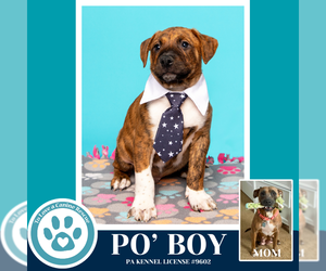 Mutt Dogs for adoption in Kimberton, PA, USA