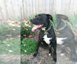 Mutt Dogs for adoption in Cedar Rapids, IA, USA
