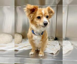 Chihuahua-Cocker Spaniel Mix Dogs for adoption in Naples, FL, USA