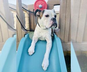 Bulldog Dogs for adoption in Houston, TX, USA