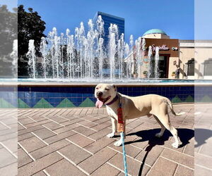 American Staffordshire Terrier-Unknown Mix Dogs for adoption in San Juan Capistrano, CA, USA