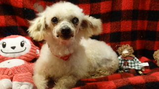Poodle (Toy) Dogs for adoption in Vacaville, CA, USA