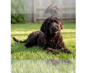 Poodle (Miniature)-Wheaten Terrier Mix Dogs for adoption in Grovertown, IN, USA