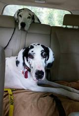 Great Dane Dogs for adoption in Huntington, VT, USA