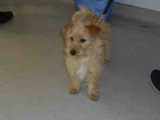 Cairn Terrier Dogs for adoption in Long Beach, CA, USA